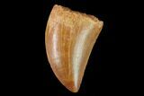 Serrated, Juvenile Carcharodontosaurus Tooth - Morocco #134994-1
